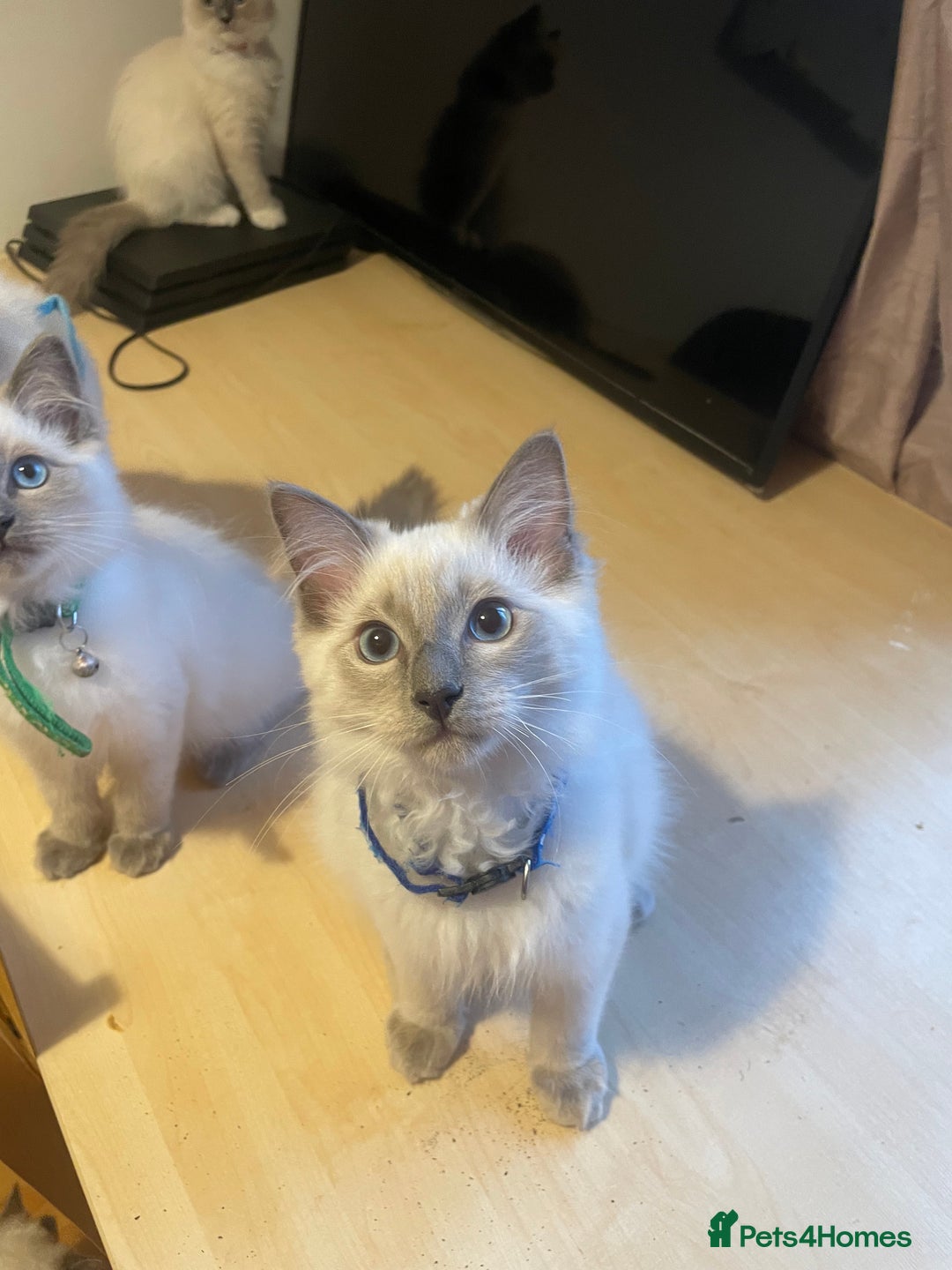 Ragdoll cats for sale:  Ragdoll kittens  - Image 19