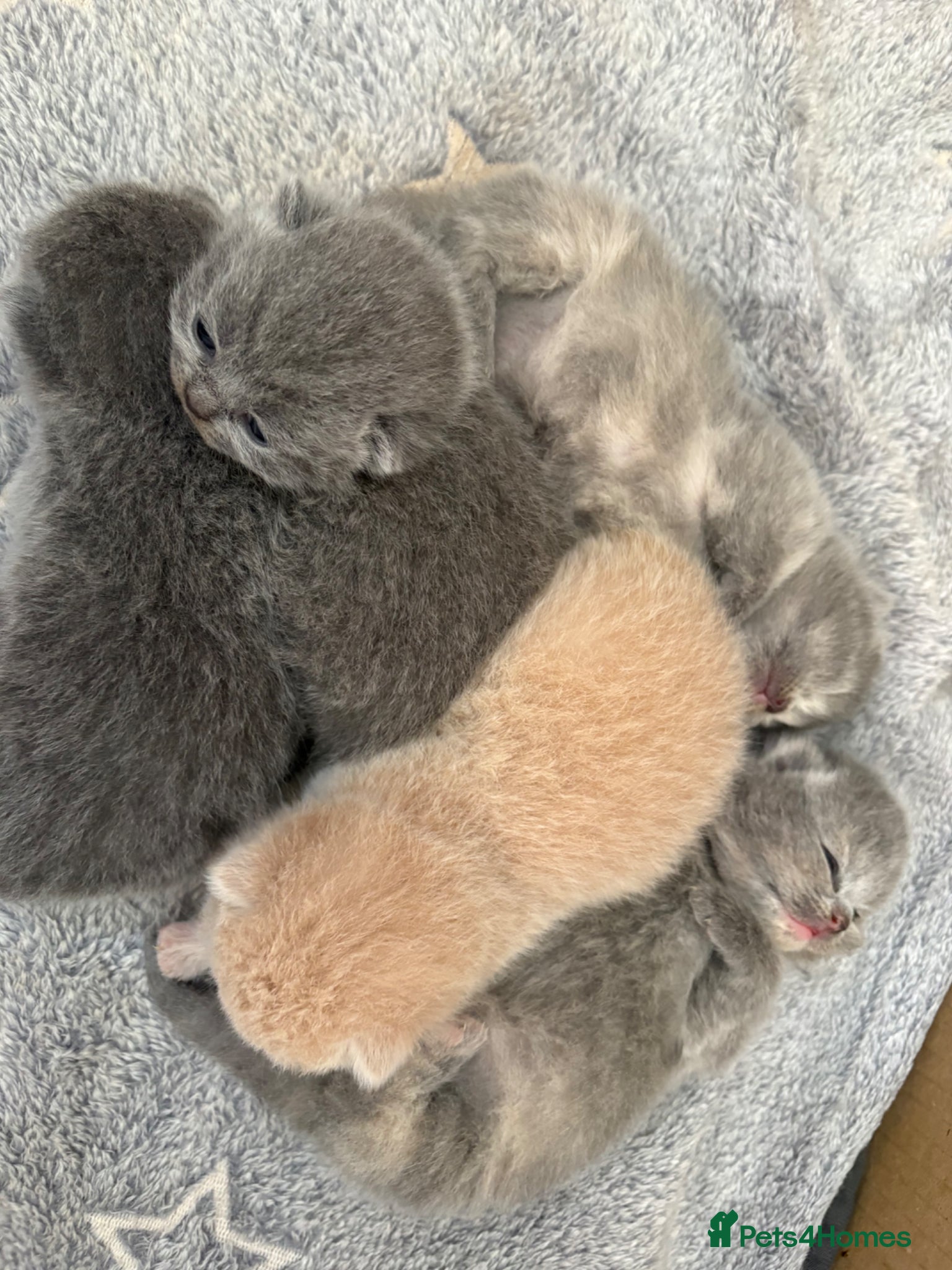 British Shorthair cats British Shorthair Kittens Available TICA 😻😻😻 - Advert 1