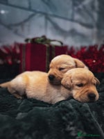 Labrador Retriever dogs Gorgeous Half Show KC Labrador Retriever Puppies - Advert 2