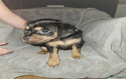 Mixed Breed dogs for sale: Beautiful dachshund/jug x terrier - Image 39