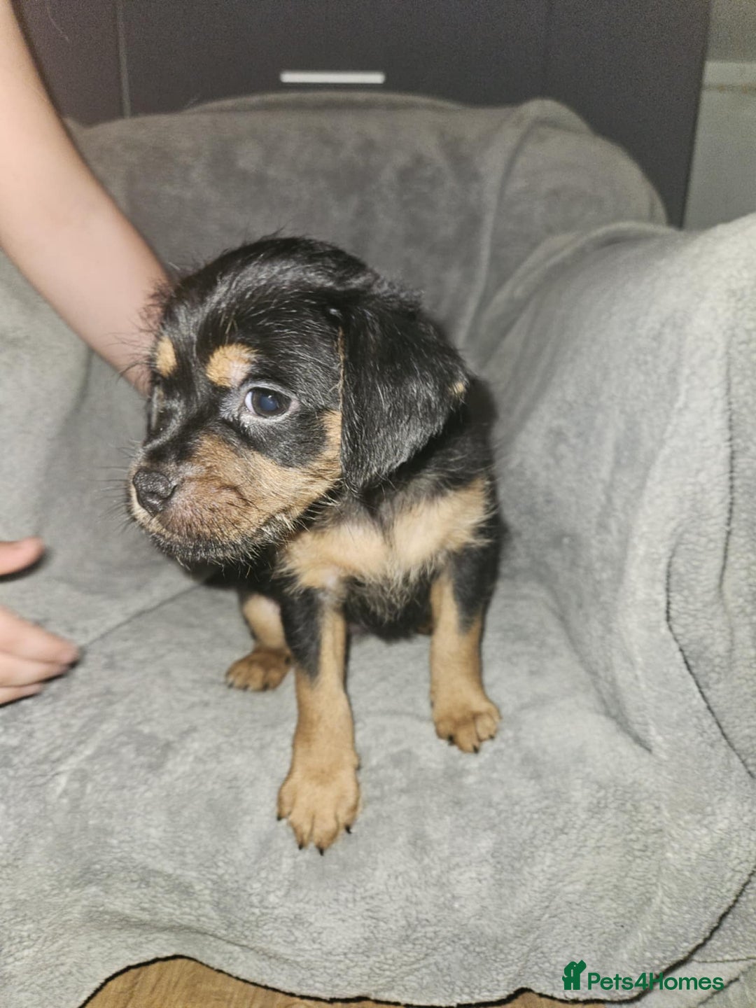 Mixed Breed dogs for sale: Beautiful dachshund/jug x terrier - Image 39