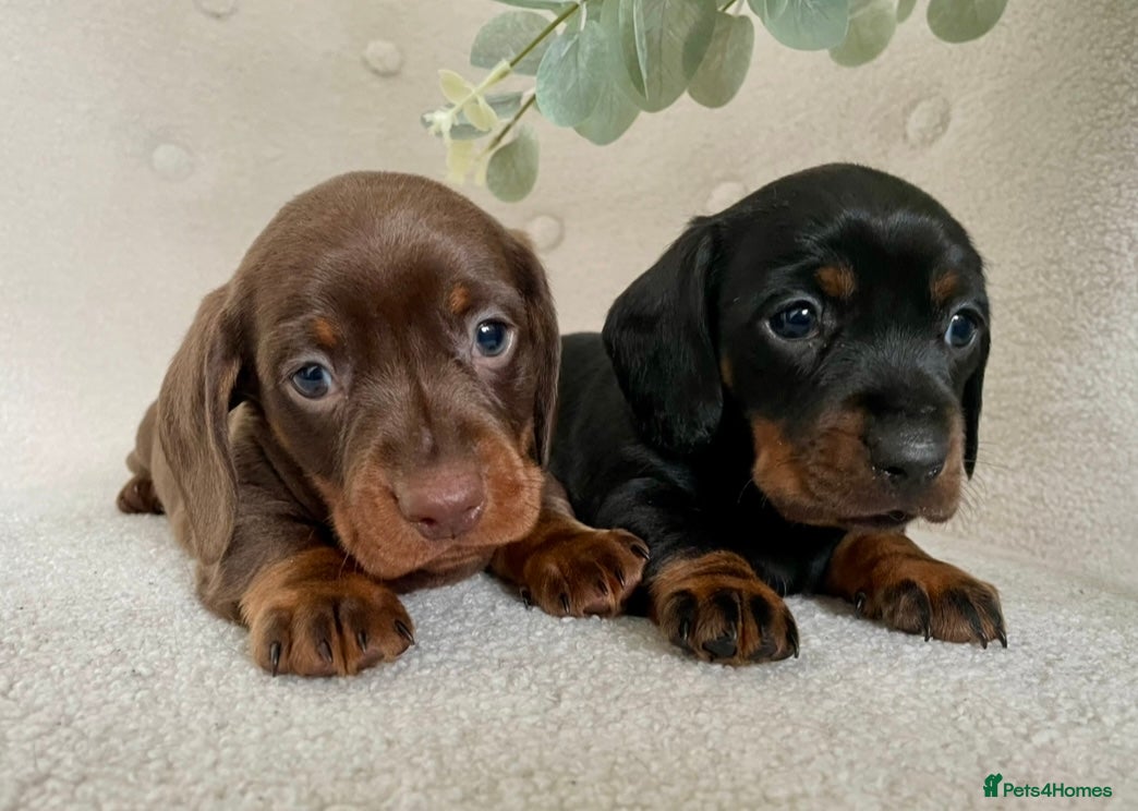 Miniature Dachshund dogs Stunning Pra Clear KC Mini Smooth Dachshunds  - Advert 6