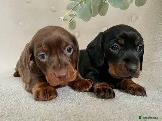 Miniature Dachshund dogs Stunning Pra Clear KC Mini Smooth Dachshunds - Advert 6