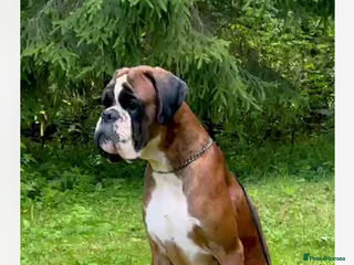 Boxer dogs in Cardiff - Advert 19