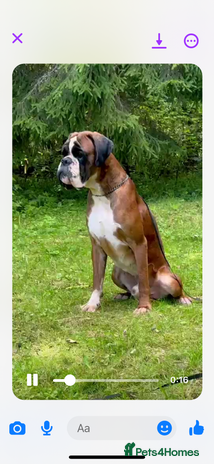 Boxer dogs in Cardiff - Advert 1