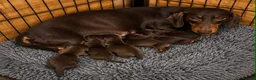 Dachshund dogs for sale: Dachshund Boy Puppies Ready Now - Advert 6