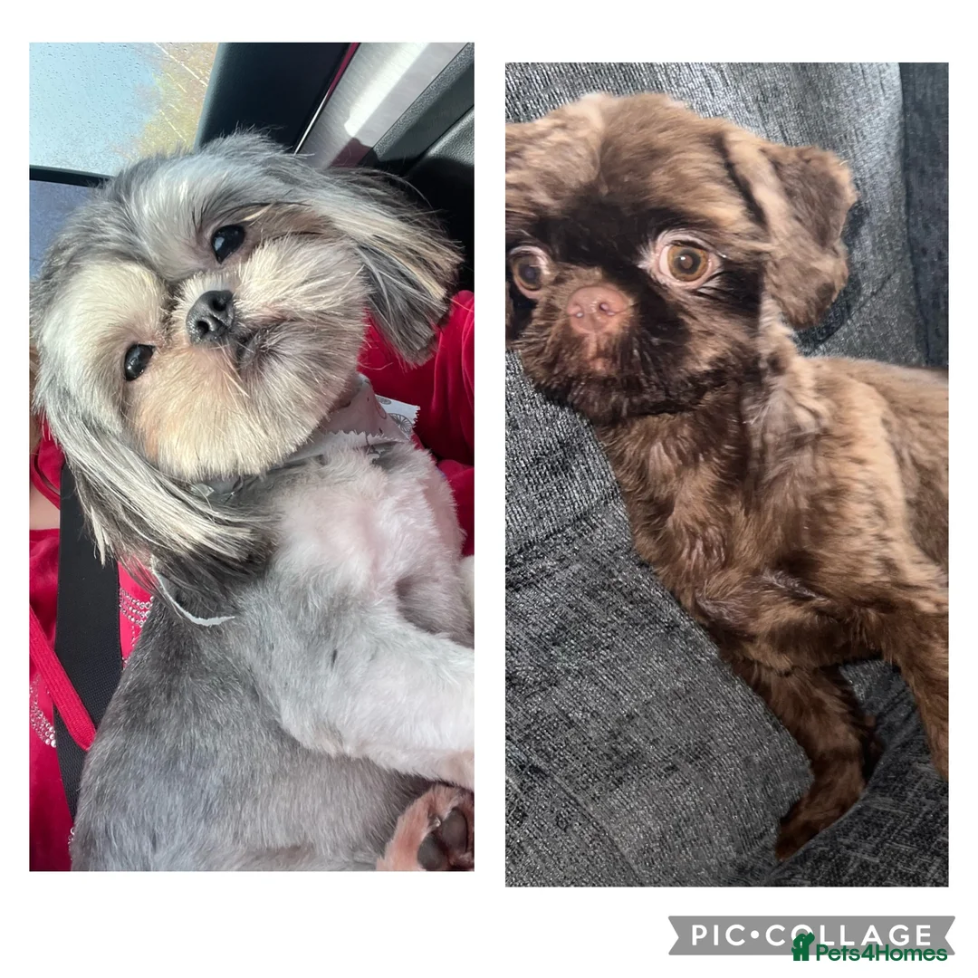 Shih Tzu dogs for stud: 2 handsome proven studs  - Advert 1