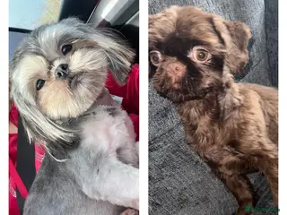 Shih Tzu dogs 2 handsome proven studs - Advert 21