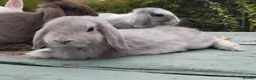 Mixed Breed rabbits for sale: Mixed breed £70 each - Advert 28