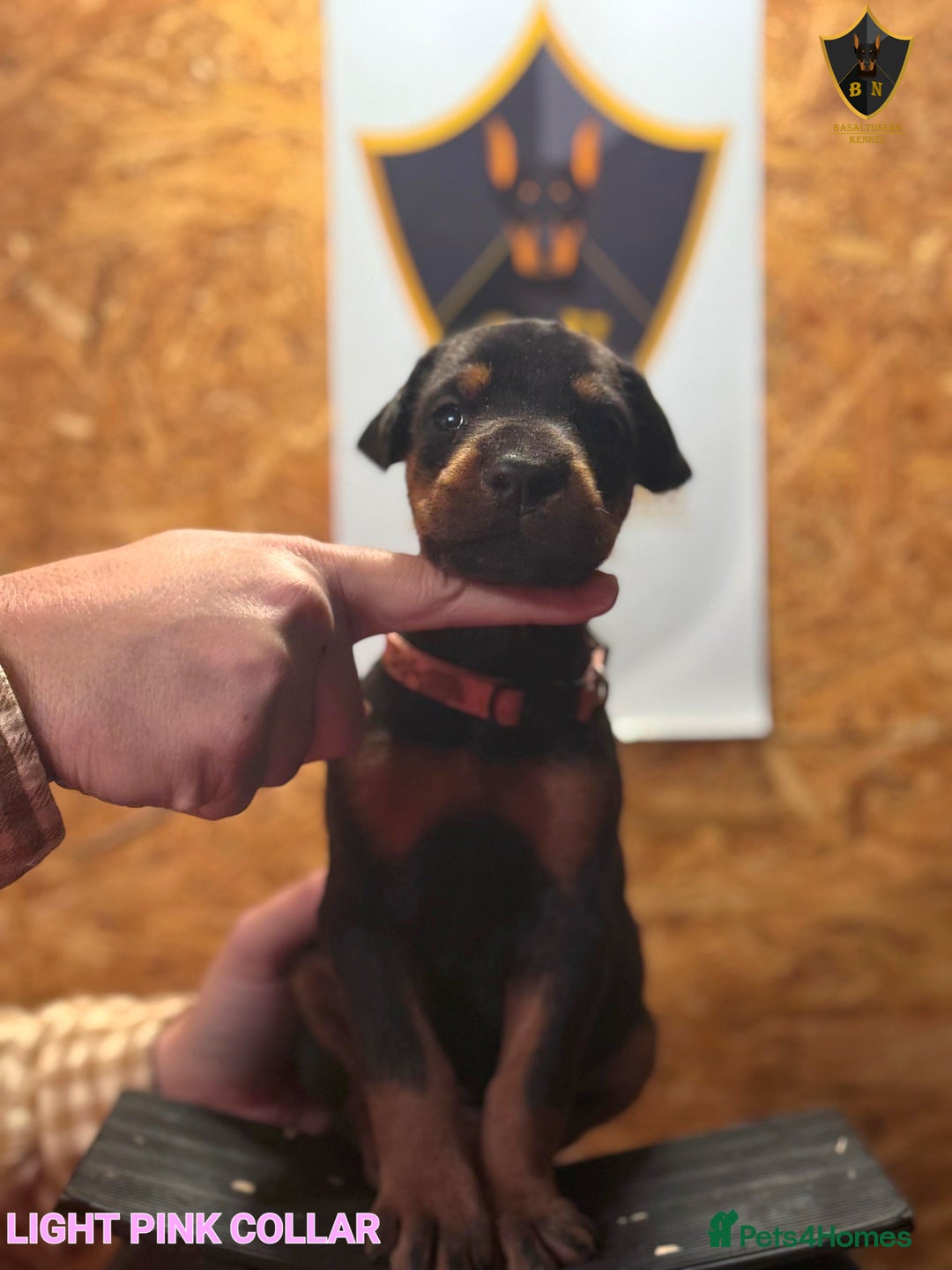 Dobermann dogs for sale: 🐾 Dobermann puppies/KC reg🐾 Top Pedigree - Advert 31