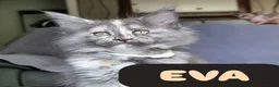 Maine Coon cats for sale: Amazing XXL ACTIVE TICA REGISTER READY NOW! - Advert 18