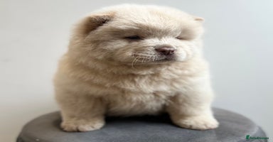 Chow Chow dogs - Advert 6