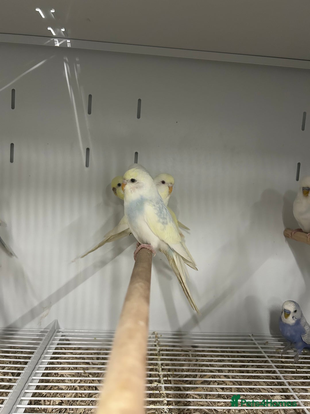 Budgerigars birds for sale: Various Stunning Mixed Baby Budgies  - Advert 4