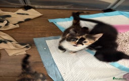 Mixed Breed cats for sale: Beautiful kittens  - Image 1