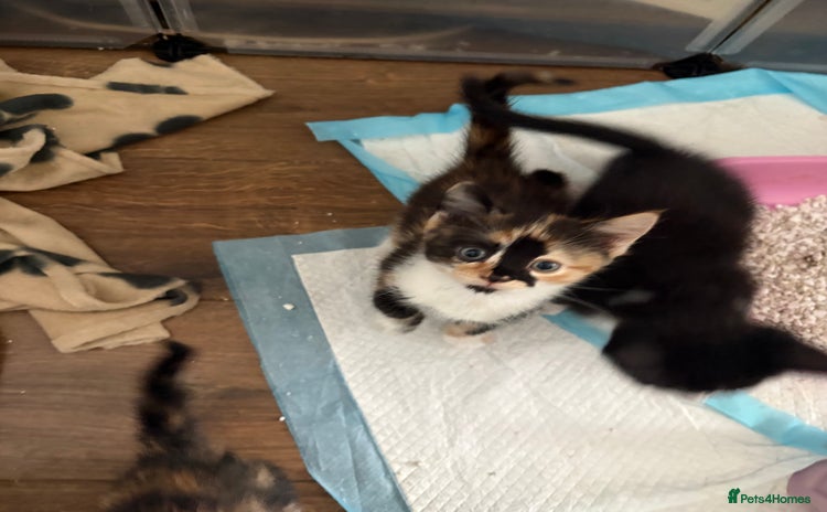 Mixed Breed cats - Advert 1