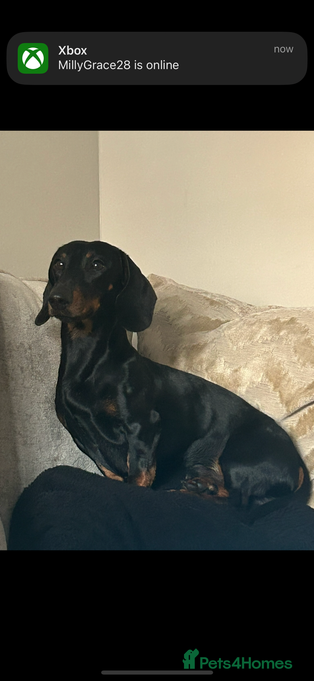 Miniature Dachshund dogs for sale: Mini dachshund  - Image 1