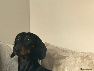 Miniature Dachshund dogs - Advert 12