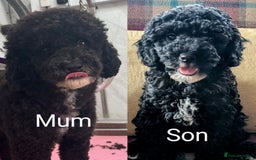 Miniature Poodle dogs for sale: KC registered health tested miniature poodle - Image 5