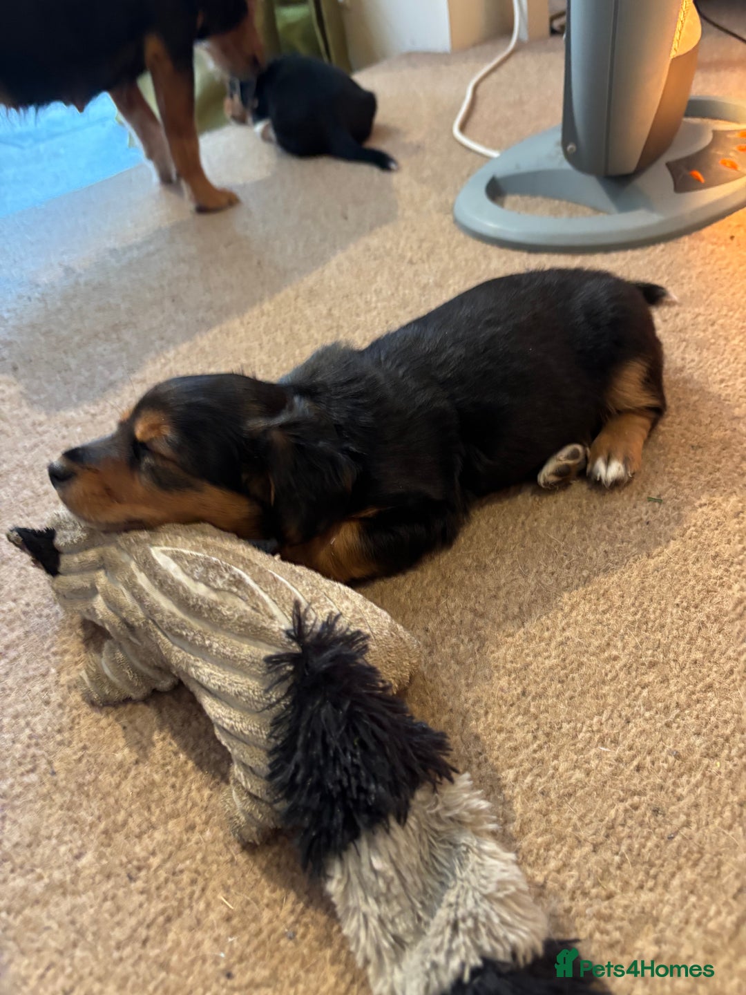 Jack Russell dogs for sale: Jack Russell terrier Pups!  - Advert 23