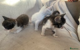 British Shorthair cats for sale: Lovely kittens            - Image 10