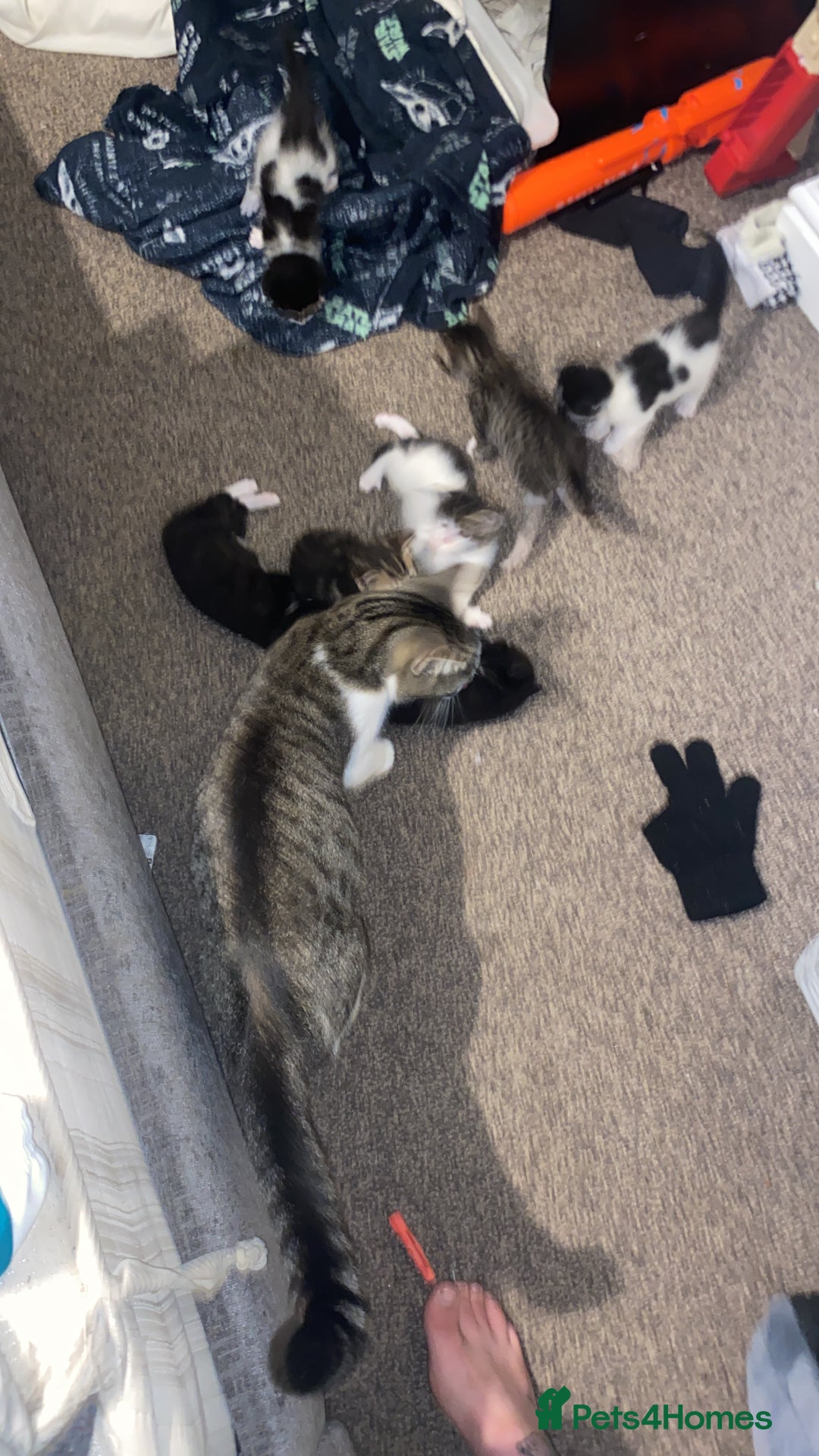 Mixed Breed cats for sale: 7 beautiful kittens - Image 4