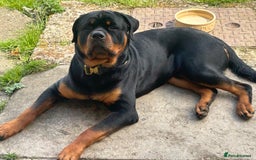 Rottweiler dogs for sale: Rottweiler  - Image 2