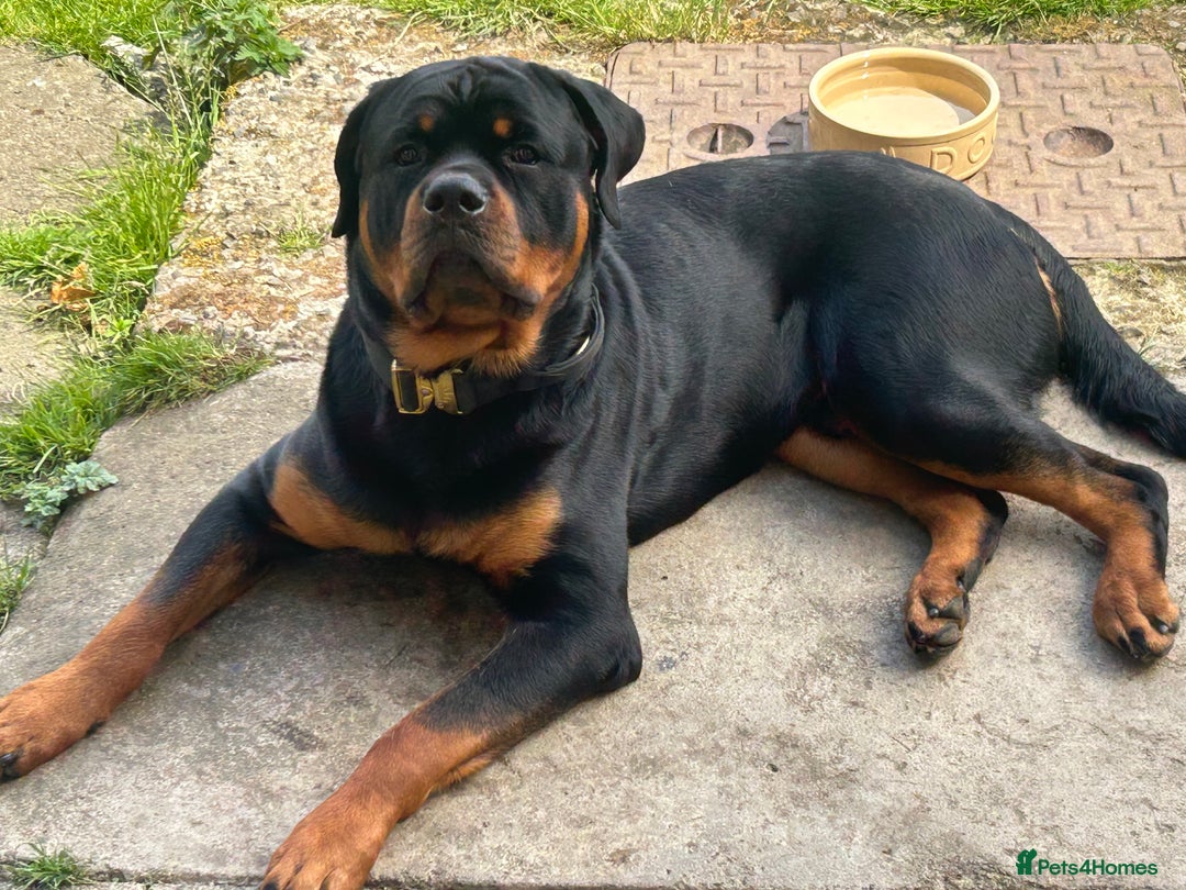 Rottweiler dogs for sale: Rottweiler  - Image 2