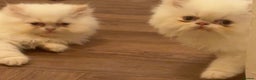 Persian cats for sale: Flame point twins - Advert 2