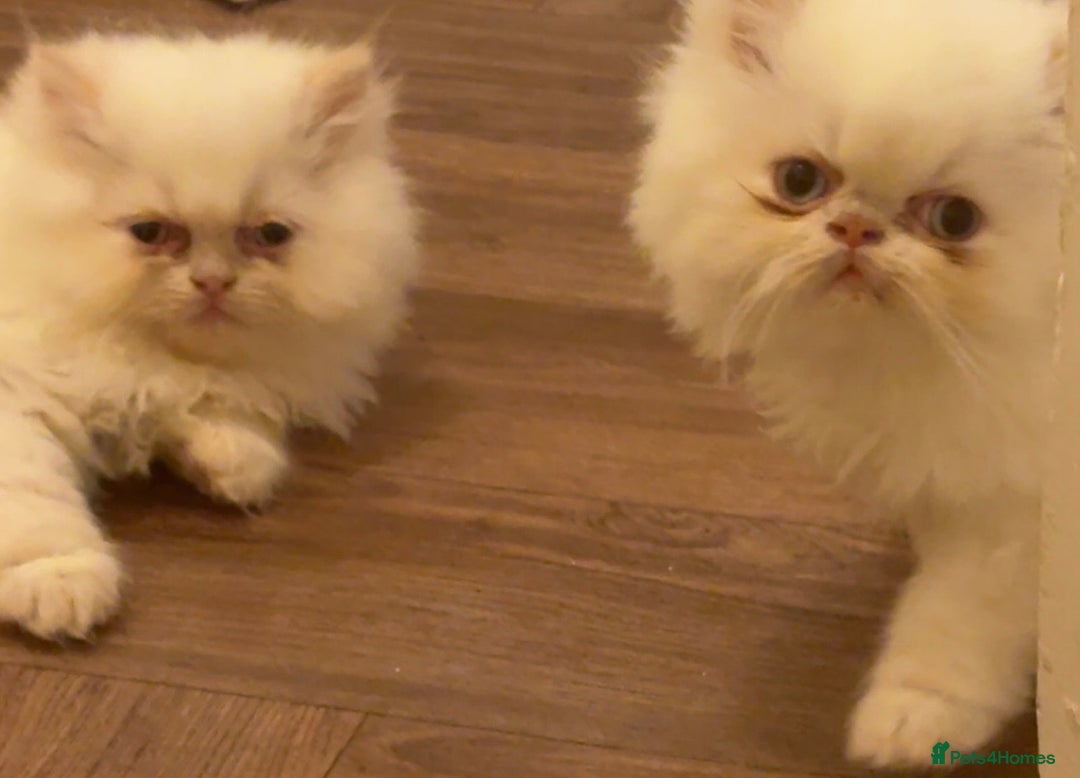 Persian cats for sale: Flame point twins - Advert 2