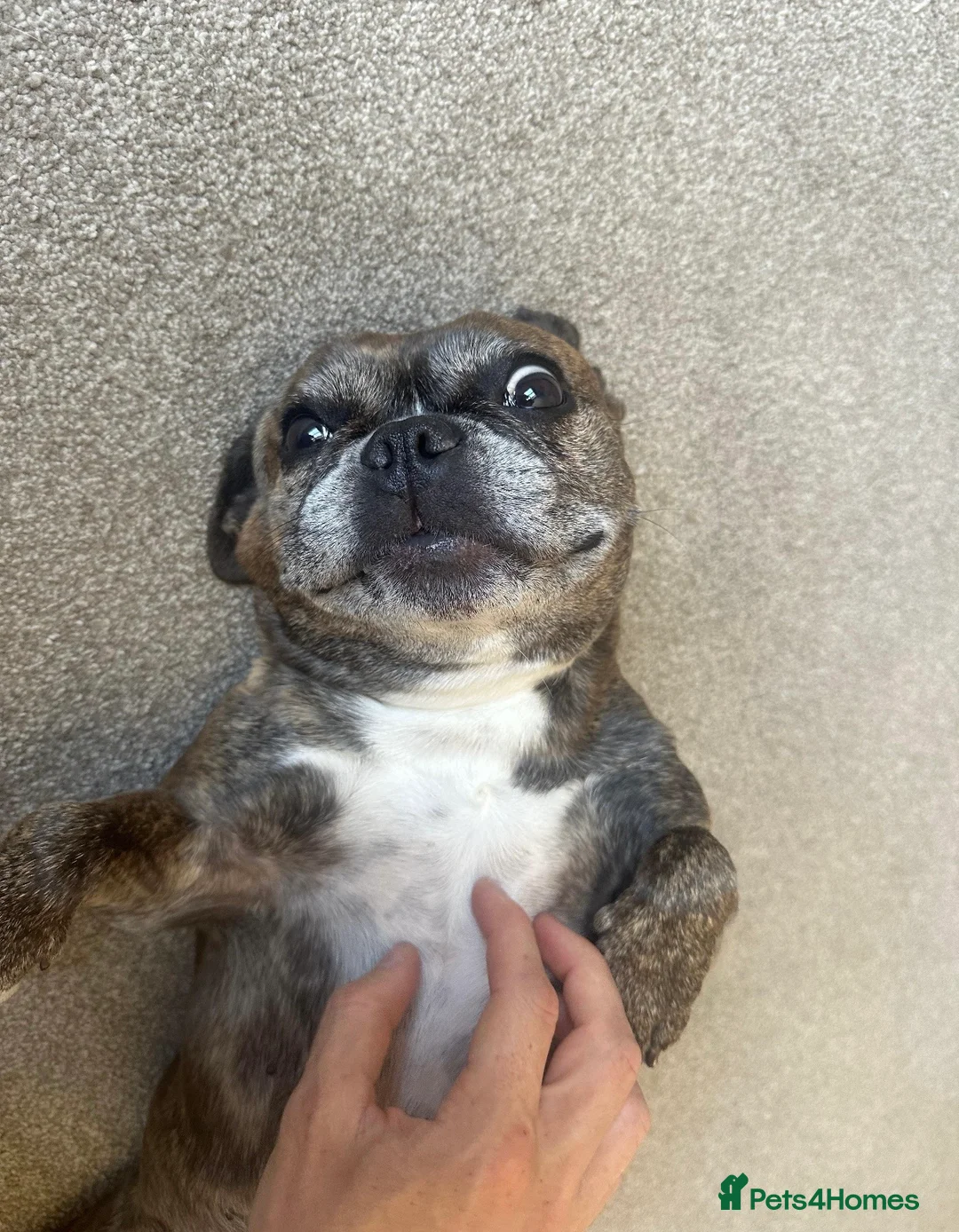 French Bulldog dogs for sale: 11 year old loving female French bulldog rehome - Advert 2