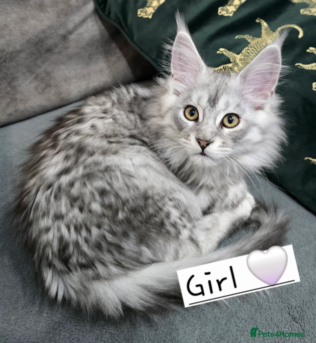 Maine Coon cats for sale: Pedigree TICA Maine Coon kittens READY  - Advert 26