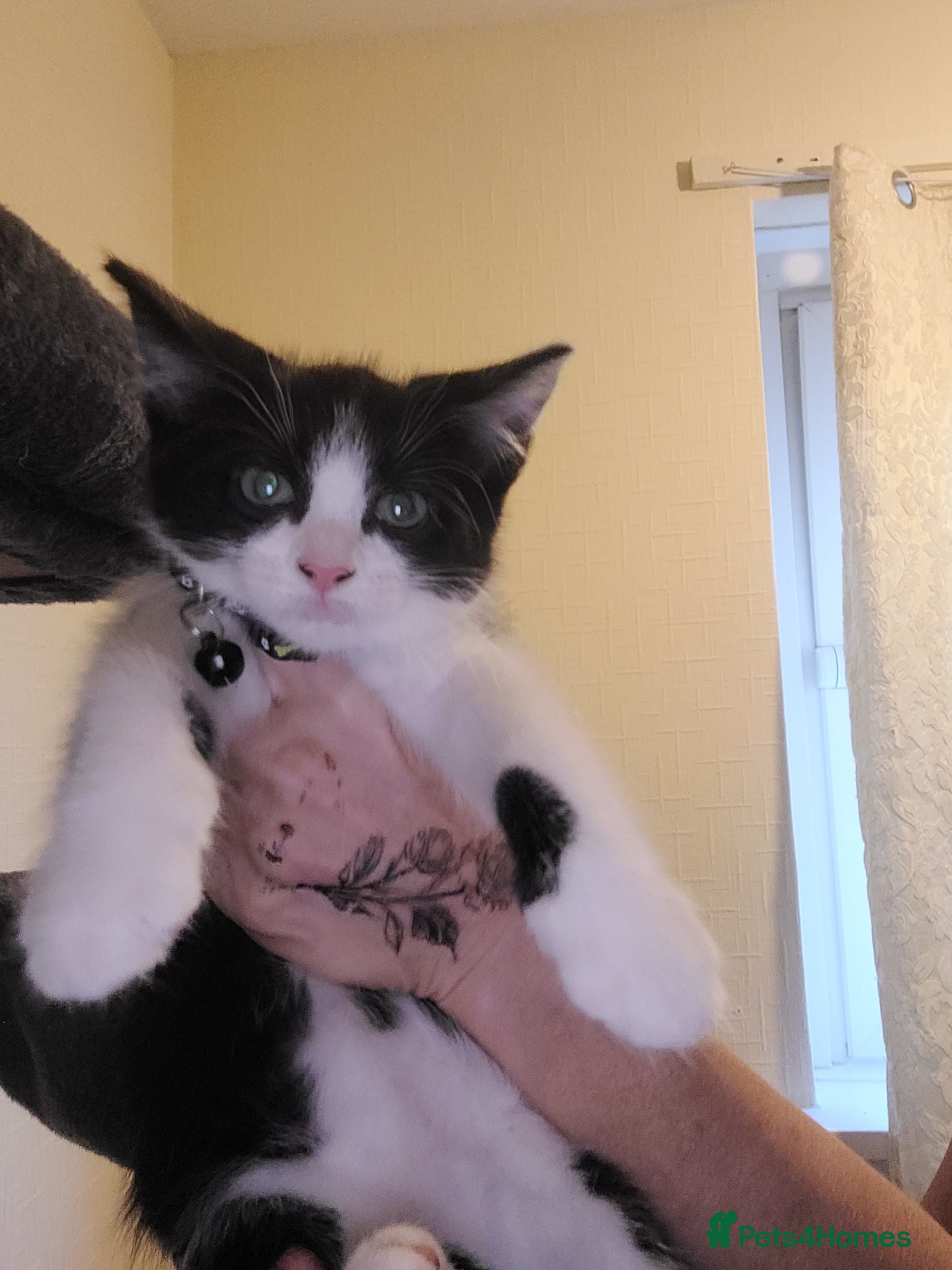Mixed Breed cats Looking for forever home  - Advert 1