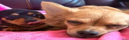 Chihuahua dogs for sale: Chihuahua X Miniature Dashund - Advert 3