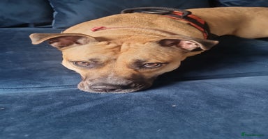Mixed Breed dogs - Advert 3