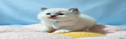 Ragdoll cats for sale: 5Gen Ped Ragdoll Kittens&Ready2Reserve - Advert 10