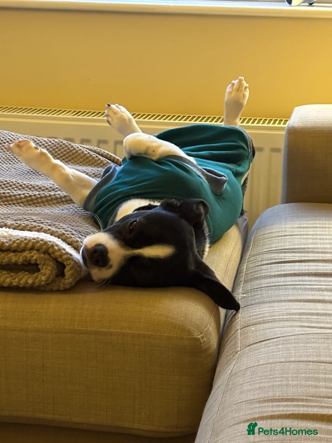 Mixed Breed dogs for sale: Pup Looking for New Home - Advert 2