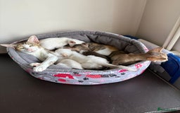 Siamese cats for sale: Siamese and Oriental Kittens  - Image 3