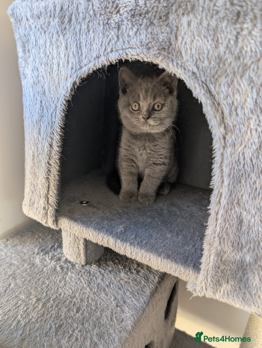 British Shorthair cats for sale: GCCF British Shorthair & longhair kittens - Image 6
