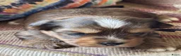 Yorkshire Terrier dogs for sale: Super Health tested Ocean Pearl /coloured Yorkies  - Advert 31