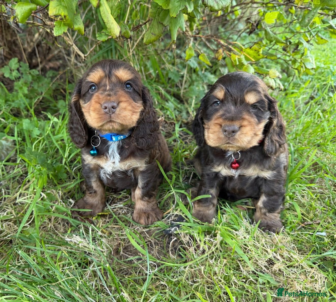 Cocker Spaniel dogs for sale: Show type & DNA tested  - Advert 1
