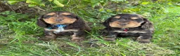 Cocker Spaniel dogs for sale: Show type & DNA tested  - Advert 1