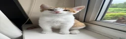 Domestic Shorthair cats for sale: Two very pretty male ginger kittens in Macclesfield - Advert 8