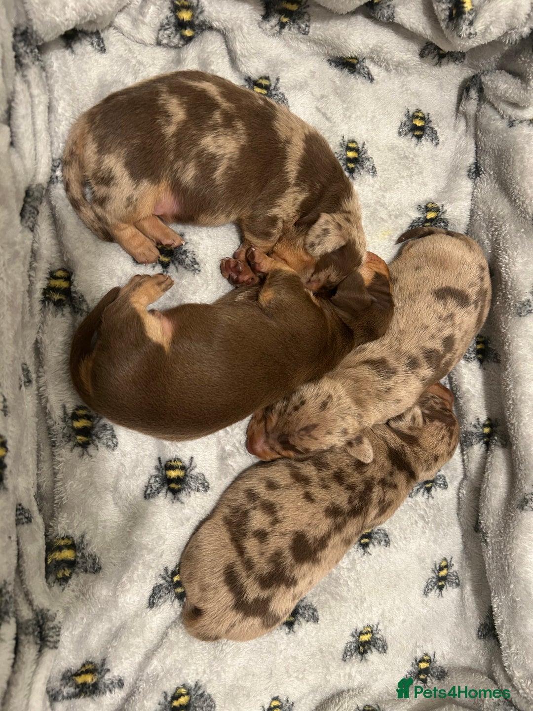 Miniature Dachshund dogs for sale: Chocolate dapple miniature dachshunds  - Advert 8