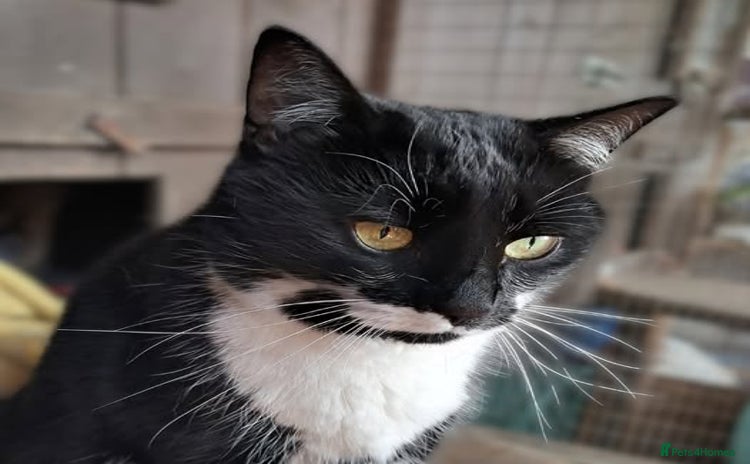 Mixed Breed cats - Advert 1