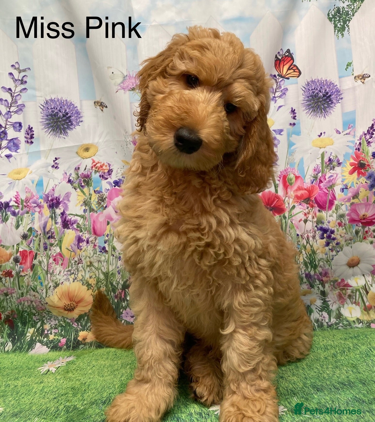 Labradoodle dogs Multigenerational Standard labradoodle puppies - Advert 1