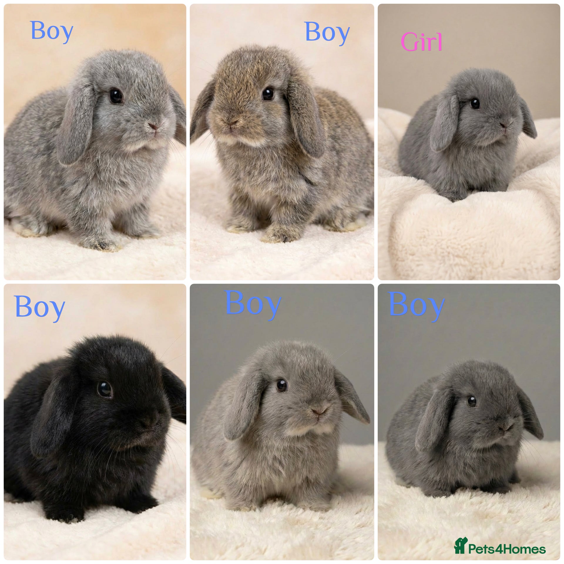 Mini Lop rabbits Baby Mini Lops (Ready 16/04) - Advert 9