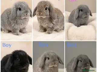 Mini Lop rabbits Baby Mini Lops (Ready 16/04) - Advert 9
