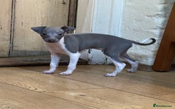 Italian Greyhound dogs for sale: Outstanding repeat mating litter  - Advert 7