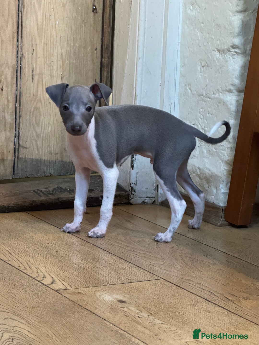 Italian Greyhound dogs for sale: Outstanding repeat mating litter  - Advert 7