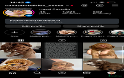 Cavapoo dogs for sale: Extensively health tested Stunning F1B Cavapoo  - Image 8
